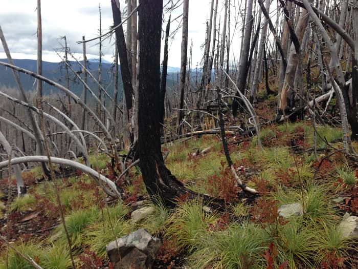 Snow cover is reducing in the Pacific Northwest, and so too is the niche for evergreen trees in the region