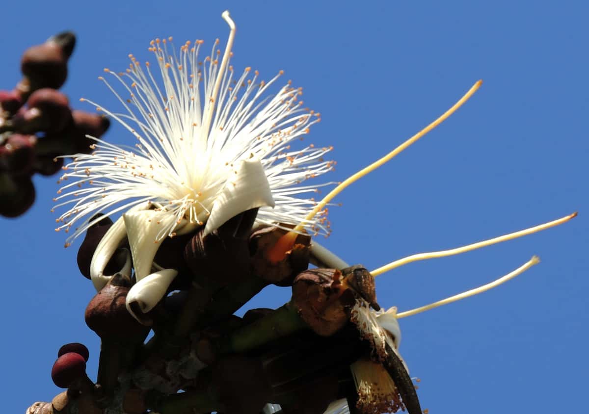 When foraging for pollen from flowers, timing can be crucial