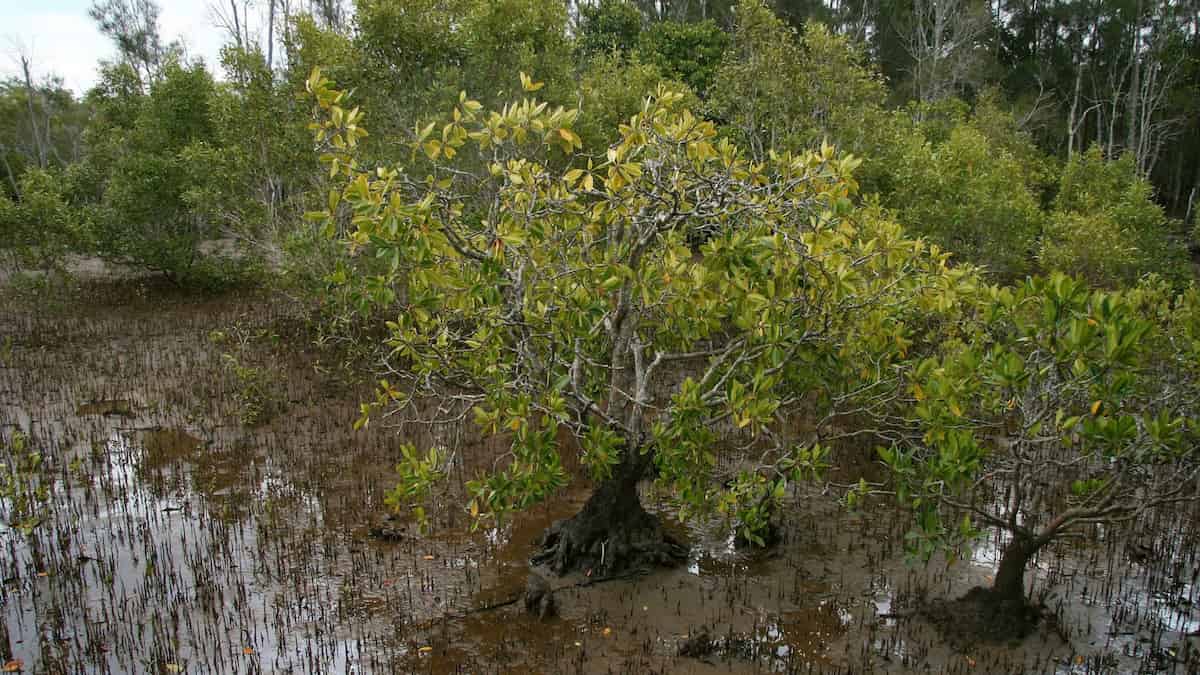 Why are there no Arctic mangroves?