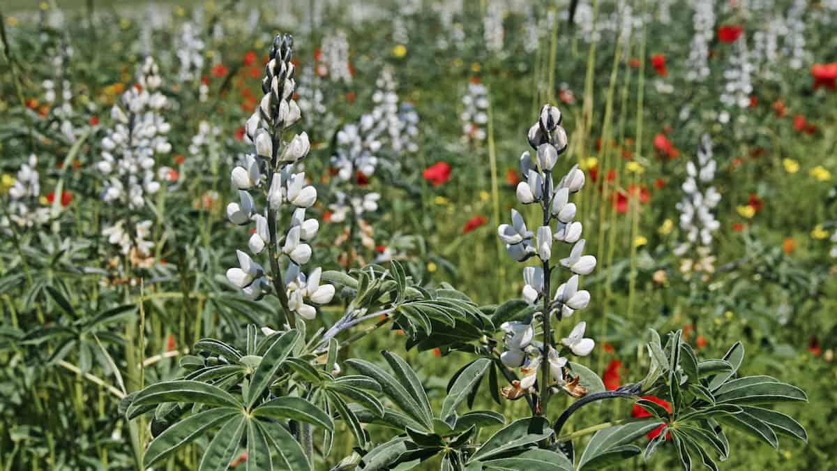 A field with stalks of white lupins standing up among the green, bearing columns of largely, but not entirely, white flowers.