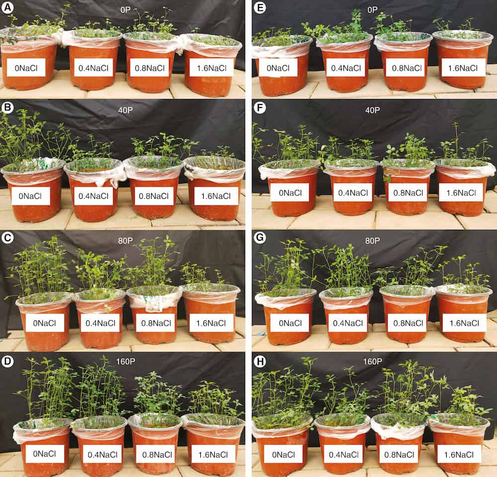 Interactive effects of Phosphorus and salinity