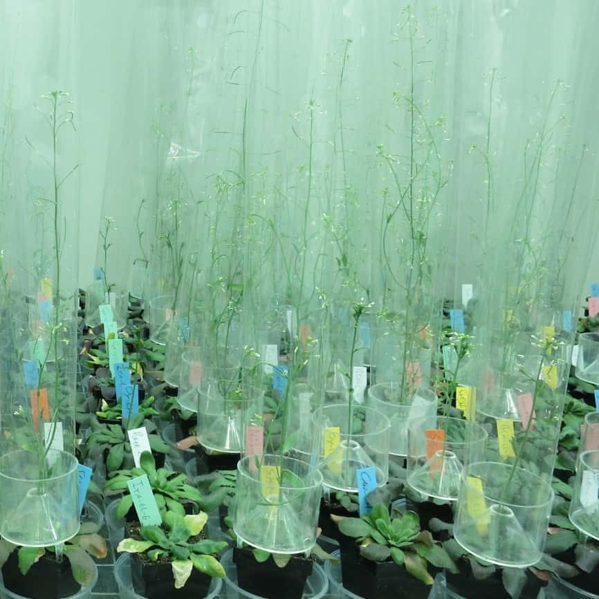 Transgenerational effects of heat stress in Arabidopsis thaliana