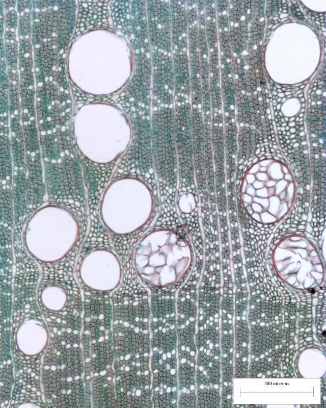 Roles of wood anatomical traits in the coexistence of Mexican oak species