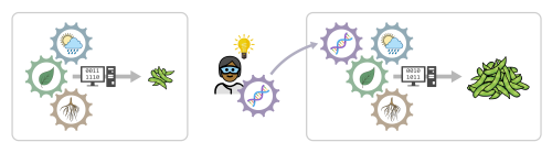 A box to the left representing a simple model represented by interlocking gears with images for weather, aboveground tissue, and belowground tissue. These are combined by a model represented by an image of a computer. An arrow points to an output of a small pile of soybean pods. In the center is an image of a researcher with an idea of adding a DNA model component represented by an image of a scientist with a lightbulb over their head and a gear with an image of DNA in it. This gear is added to the gears previously appearing in the simple model in box on the right. Again these components are combined by a model represented by an image of a computer but this time the output is a larger pile of soybean pods.