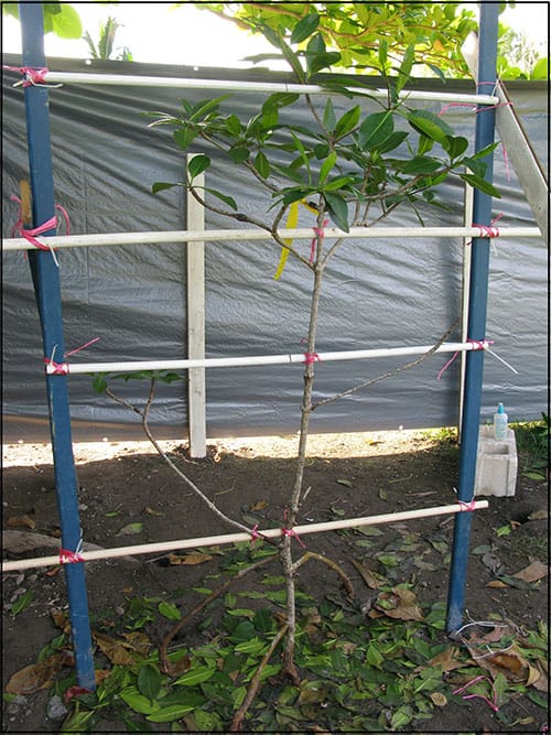 La configuration de numérisation - un jeune arbre a été retiré du sol et attaché à un échafaudage en bois et en pvc. L'installation est entourée d'une bâche pour bloquer le vent.