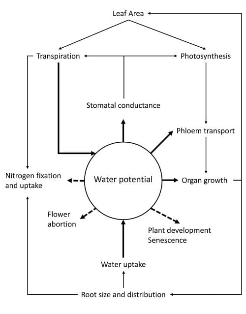 Water potential connected to other variables including stomatal conductance, phloem transport and flower abortion.