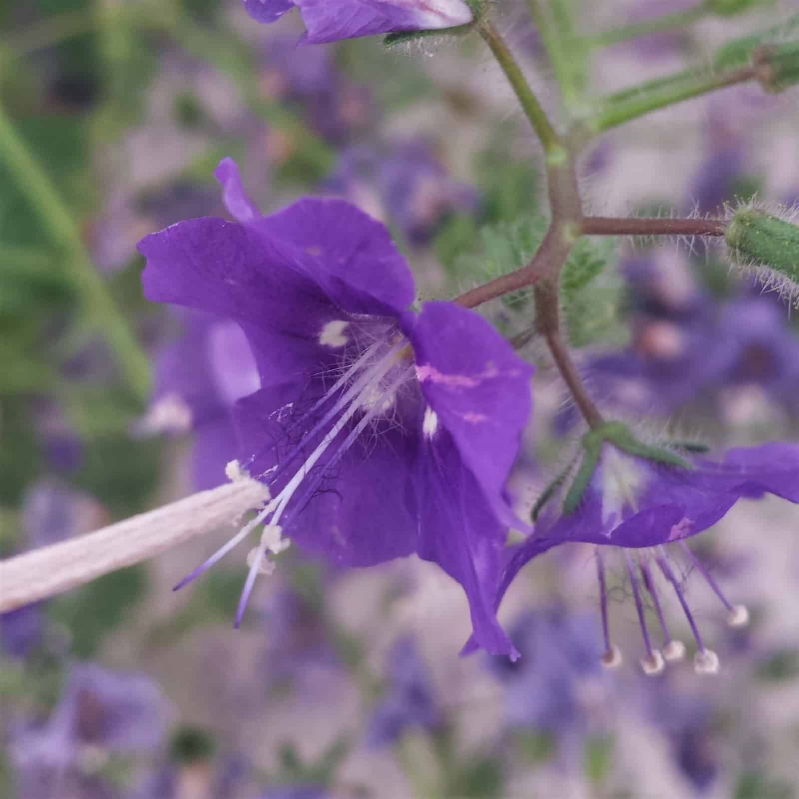 Interactive effects of drought and pollen intensity on seed production