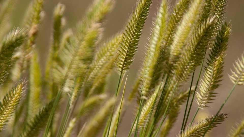 Close up of wheat grass