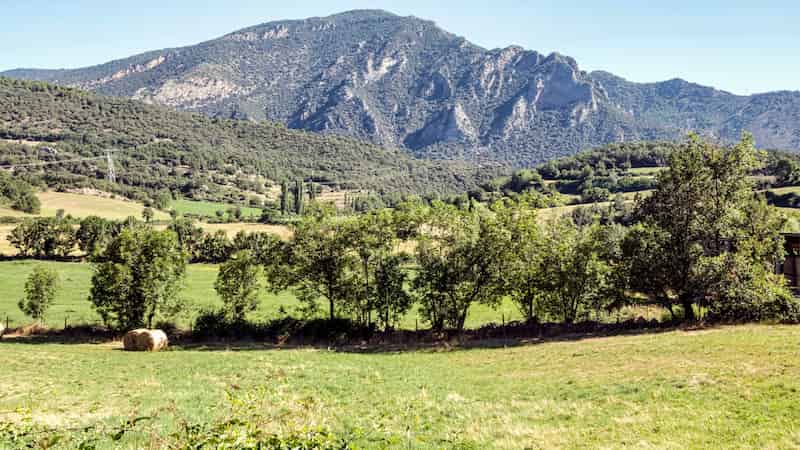 Plants that have adapted to exploit human activity now depend on disturbance