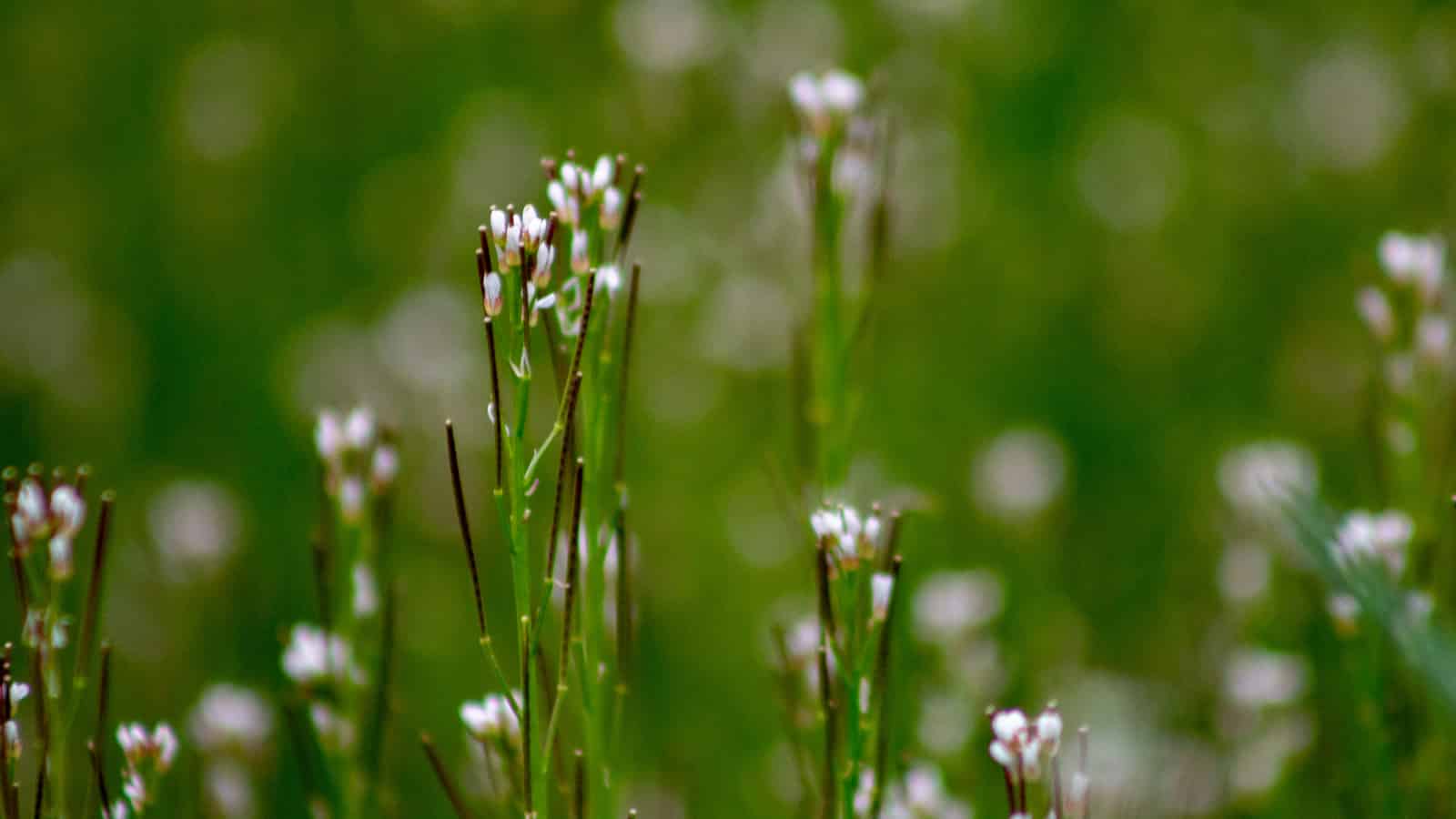 ¿Cómo varía una planta a lo largo de su rango?