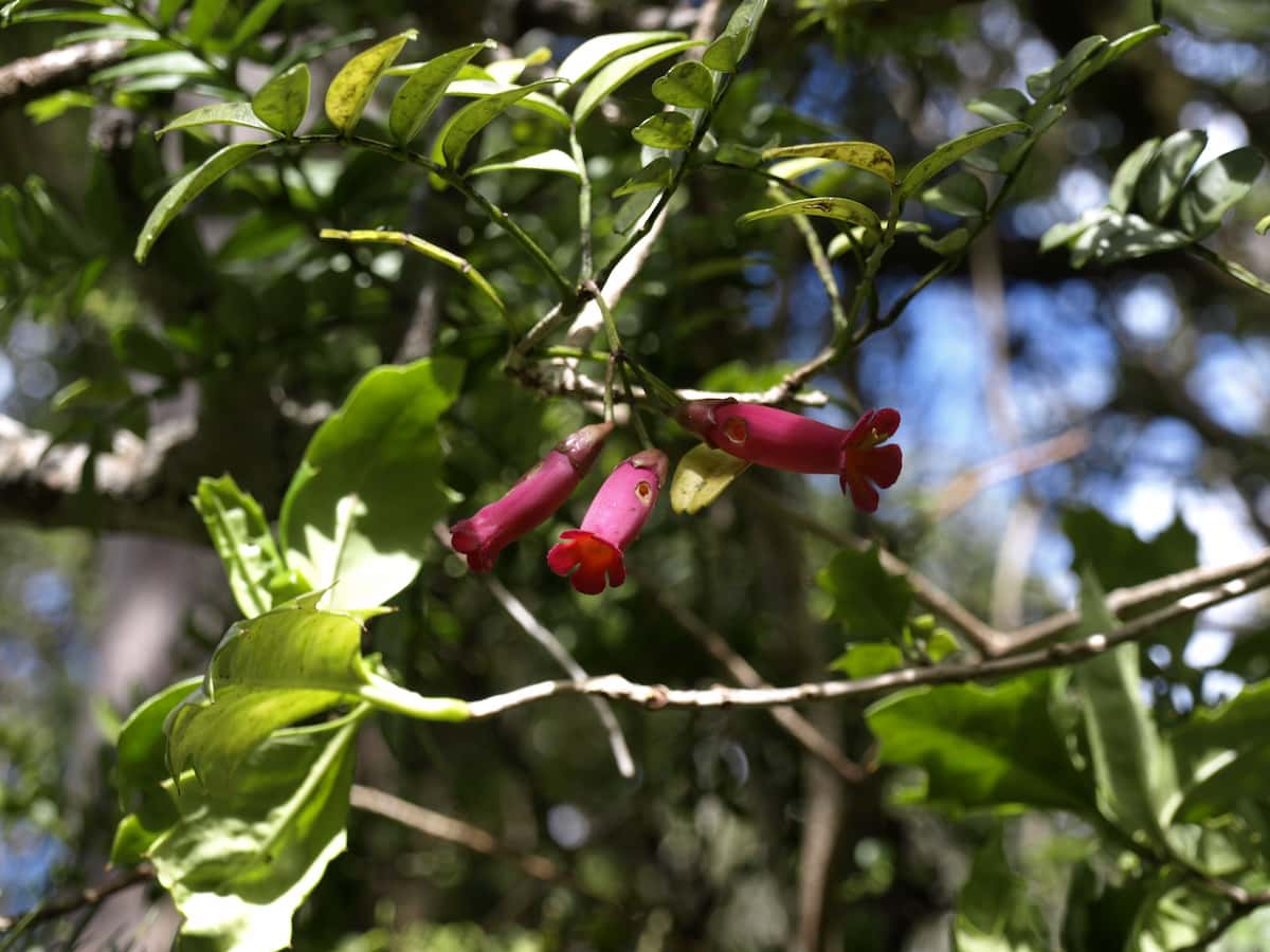 Ecologists learn how to increase thieving by bumblebees