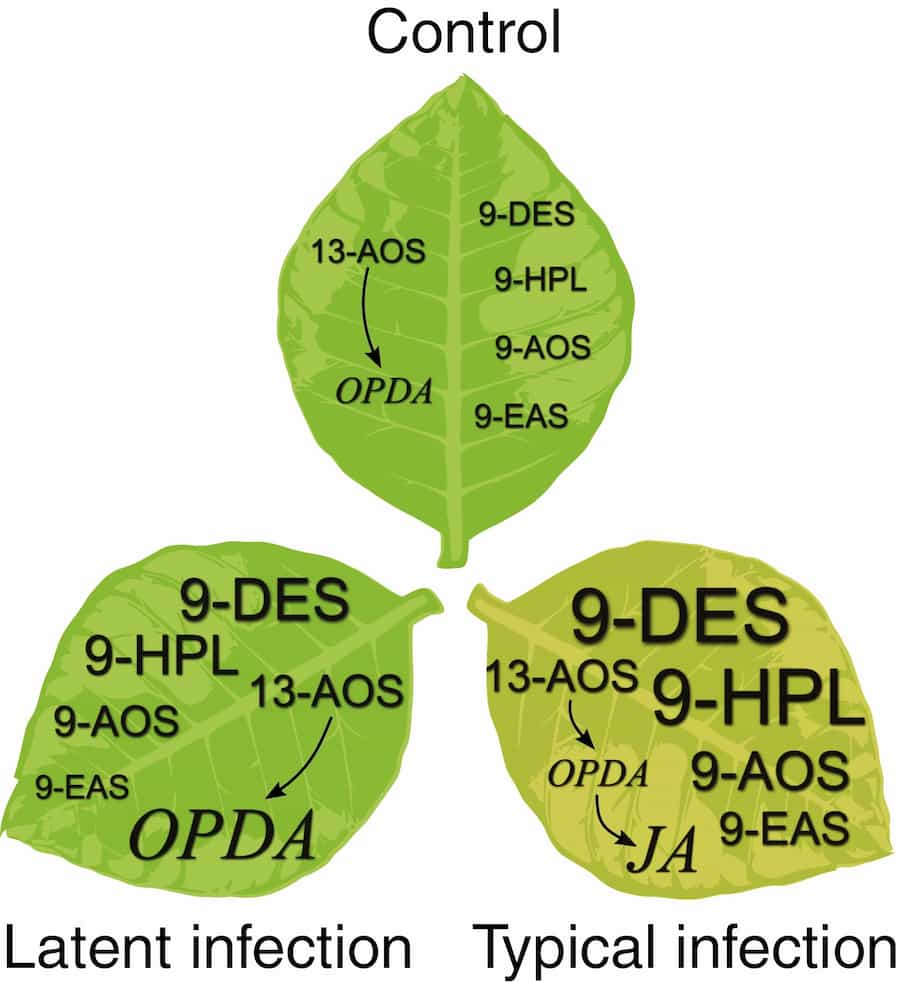 Gene expression reveals differences between symptomatic and asymptomatic infection in tobacco
