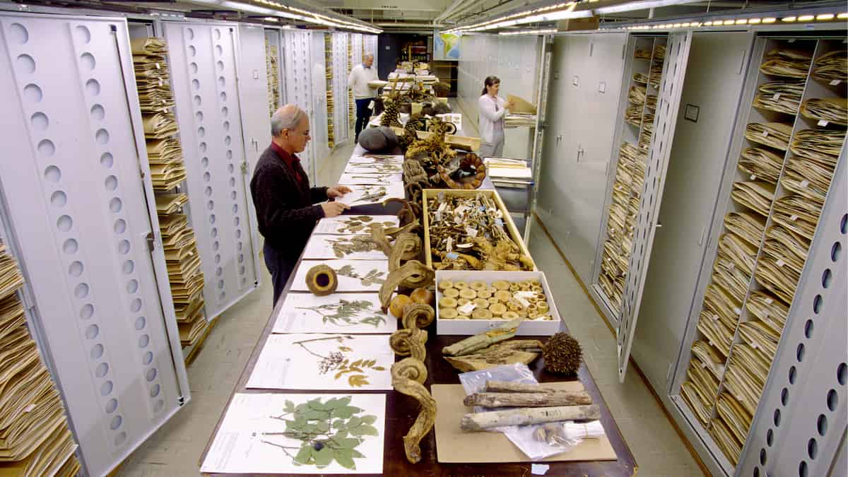 More plants will be ‘losers’ than ‘winners’ in the future, thanks to human activity