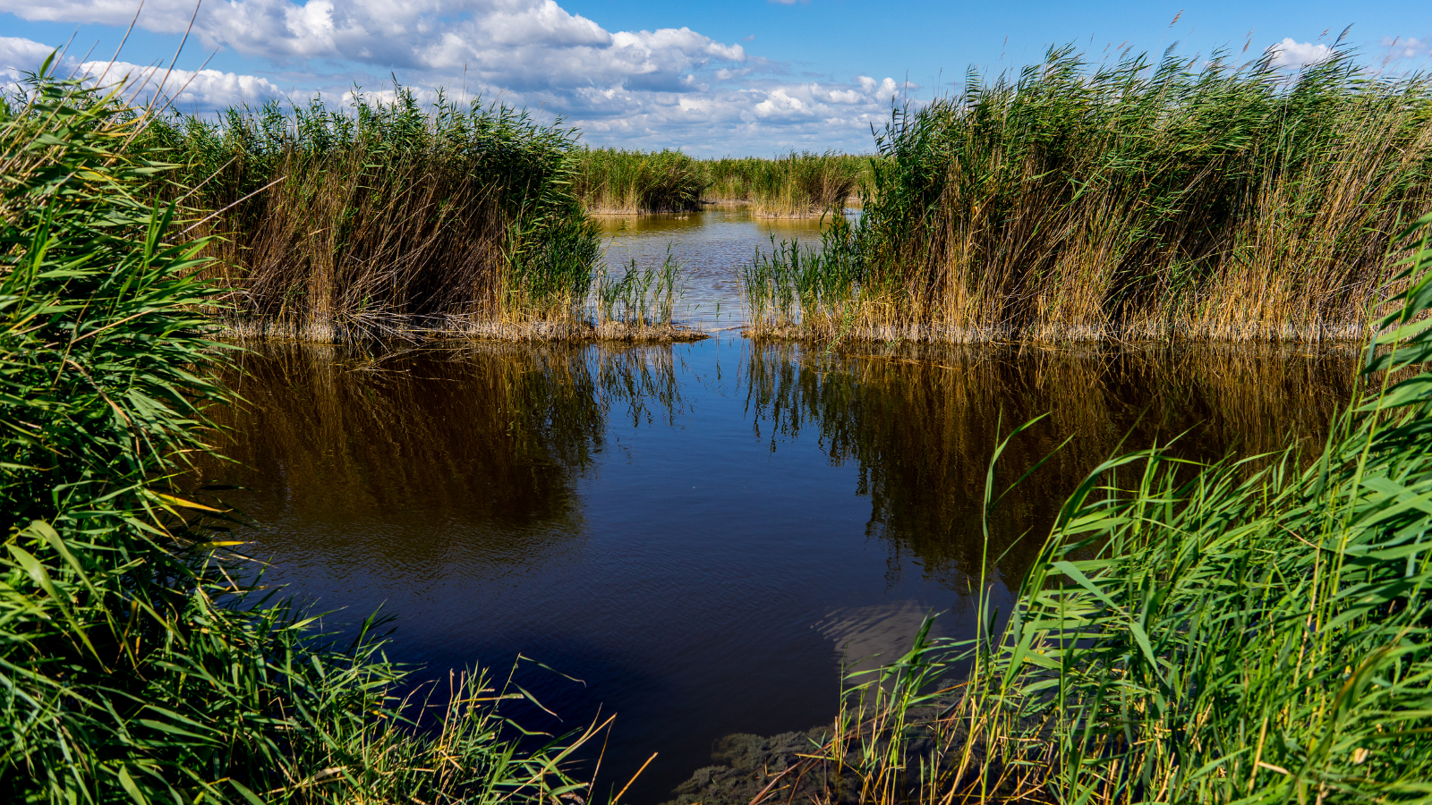 Lots of reeds in the foreground lead on to a pool bounded by more reeds in the midground. beyond that is either a channel or another pool, it's hard to tell as reeds block the view. In the distance to the horizon are yet more reeds.