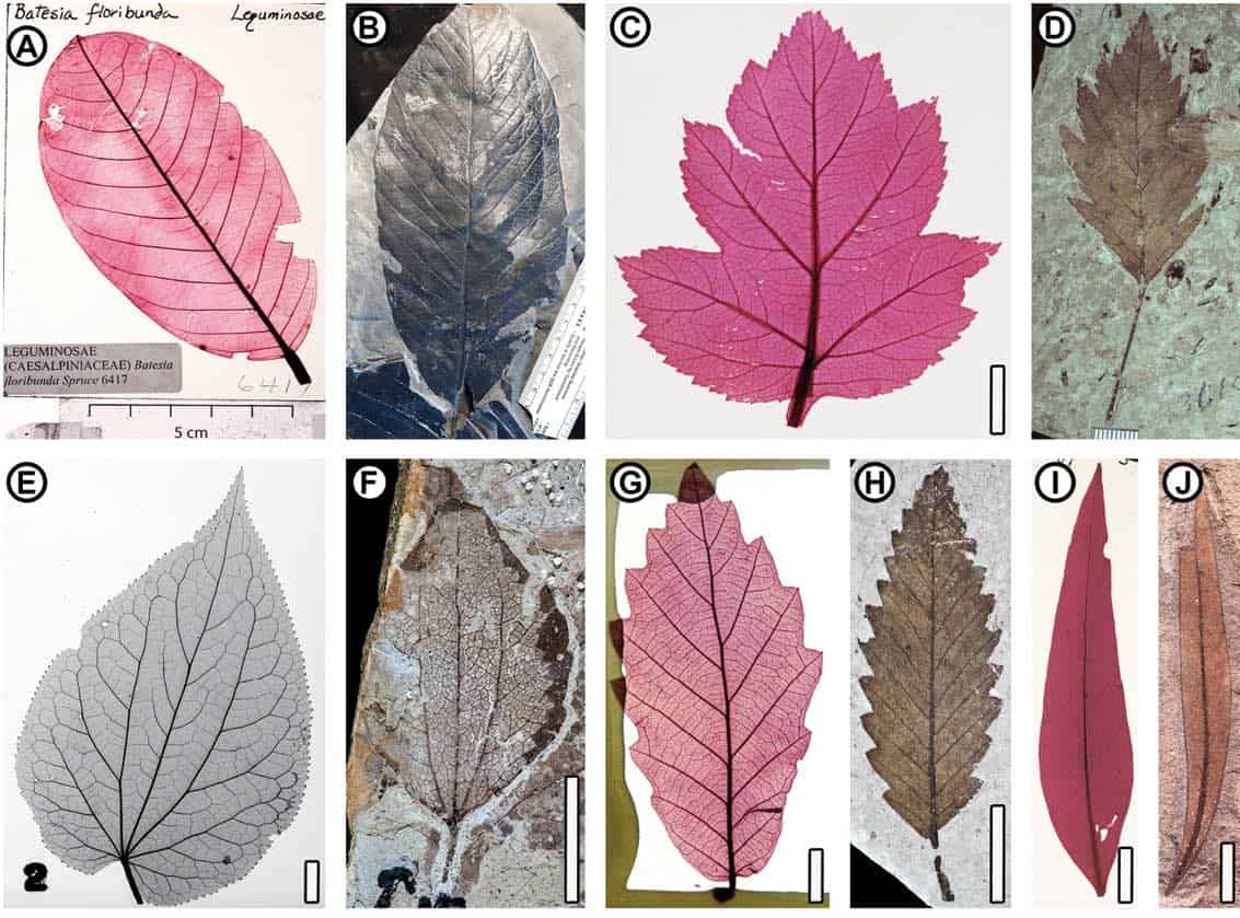 Nueva base de datos de hojas podría ayudar a identificar plantas extintas
