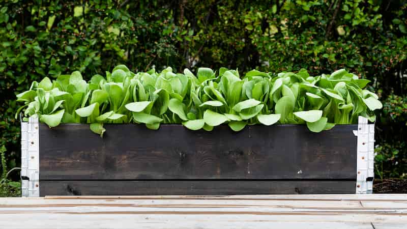 Study in Sydney reveals that preserving pollination is more complex than boosting bees