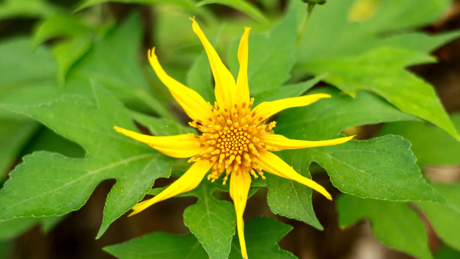 Weeds with a bad reputation have value for pollinators and biodiversity