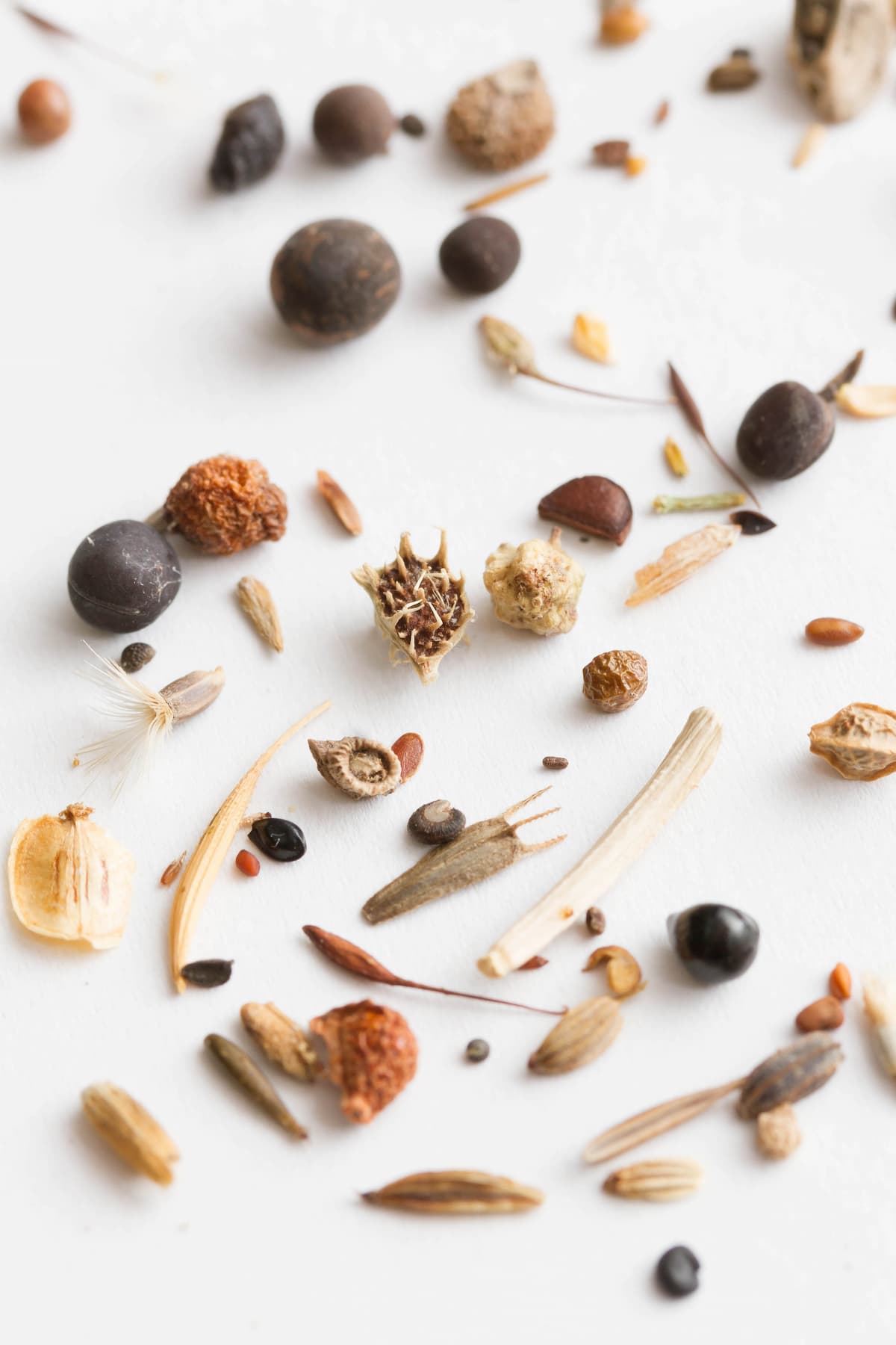 Plants Don’t Want Their Children to Starve