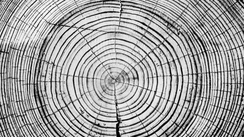 Changing seasons change tree growth, changing carbon sequestration by forests