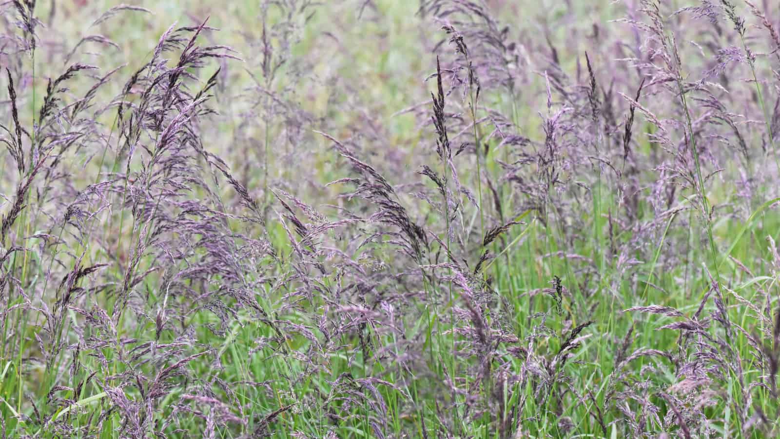 Des botanistes découvrent le coût du clonage