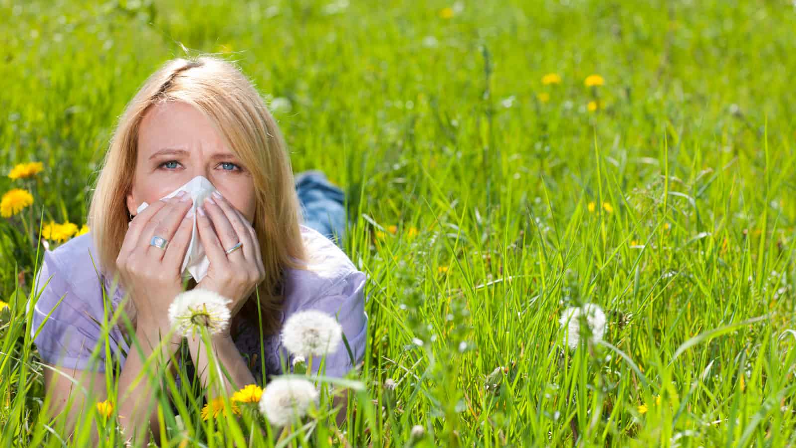 Research from Germany discovers why your pollen allergies might be getting worse