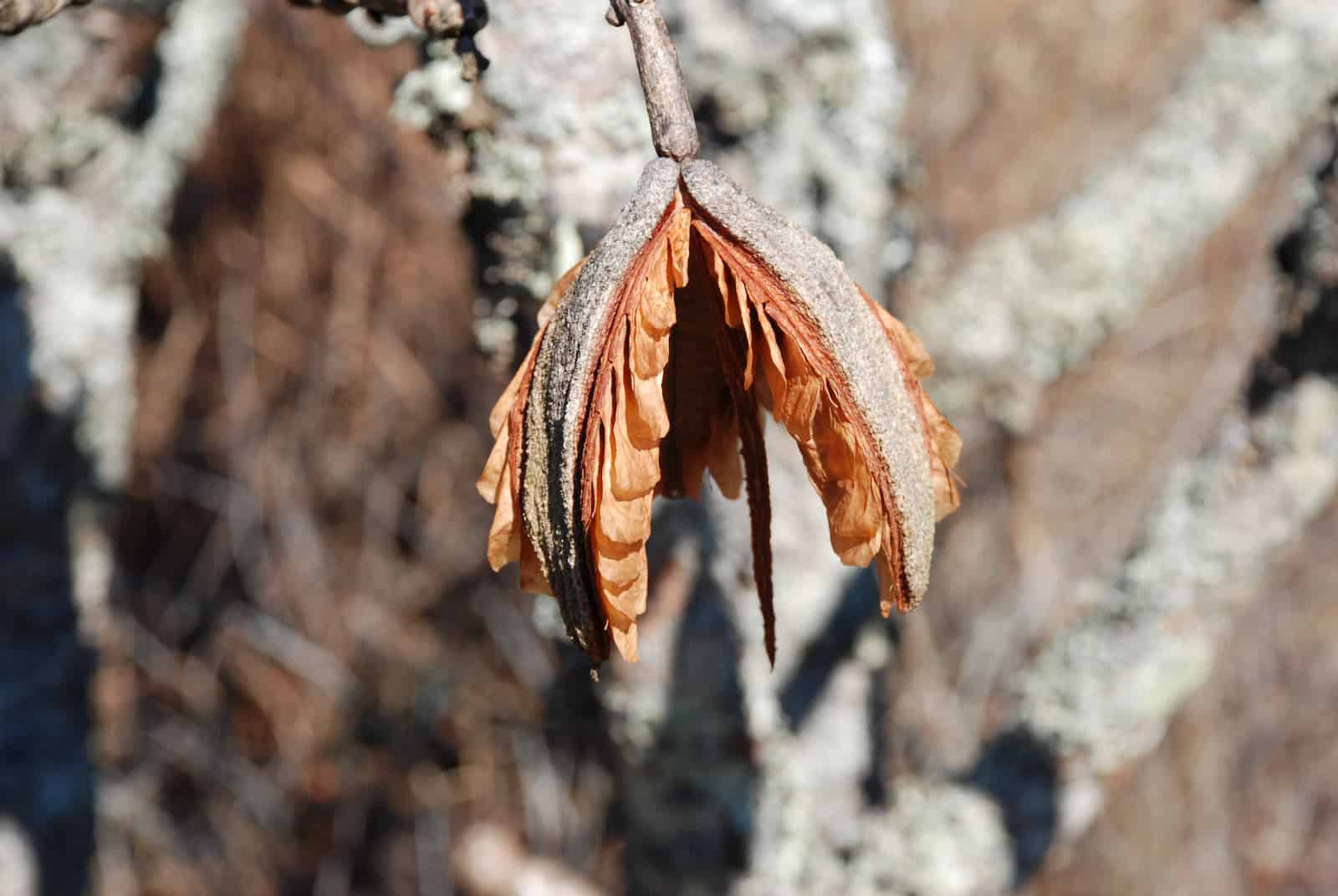 Kielmeyera coriacea seed capsule looking almost like a brown moth on the end of a twig.