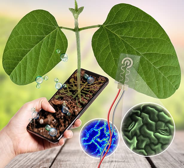 Una nueva tecnología portátil para las plantas