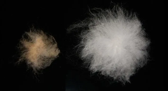 Deux graines de coton avec fibre associée. La graine sauvage à gauche a une fibre brune plus courte et clairsemée. La graine domestique à droite a une fibre blanche plus longue et dense.