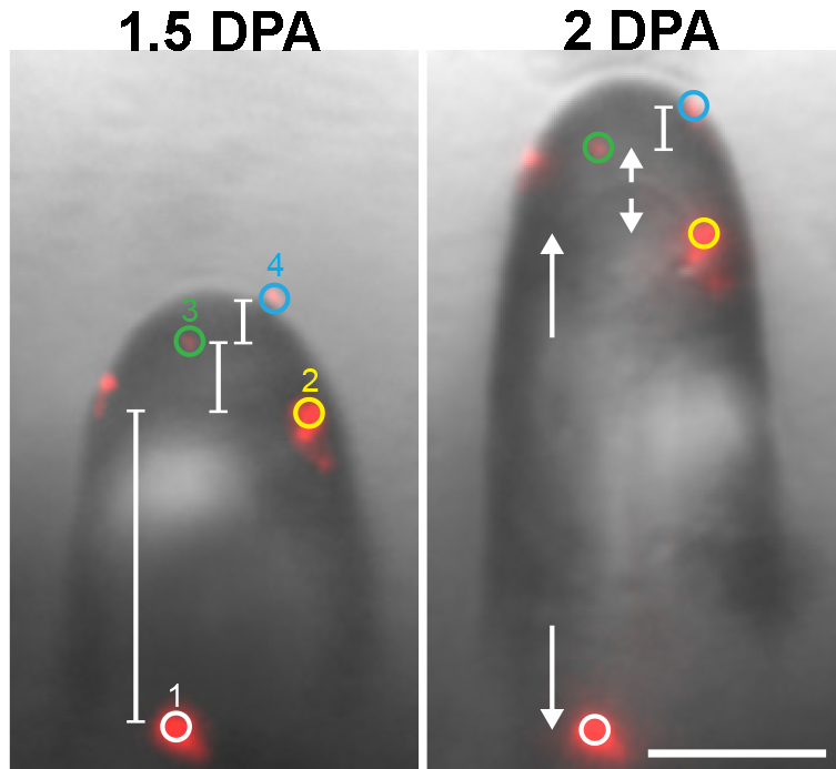 Une fibre en développement est marquée avec des particules fluorescentes. Les particules permettent de mesurer le mouvement. Pendant une demi-journée, les particules à la pointe ne se sont pas écartées mais l'axe s'est éloigné de la base indiquant un allongement. 