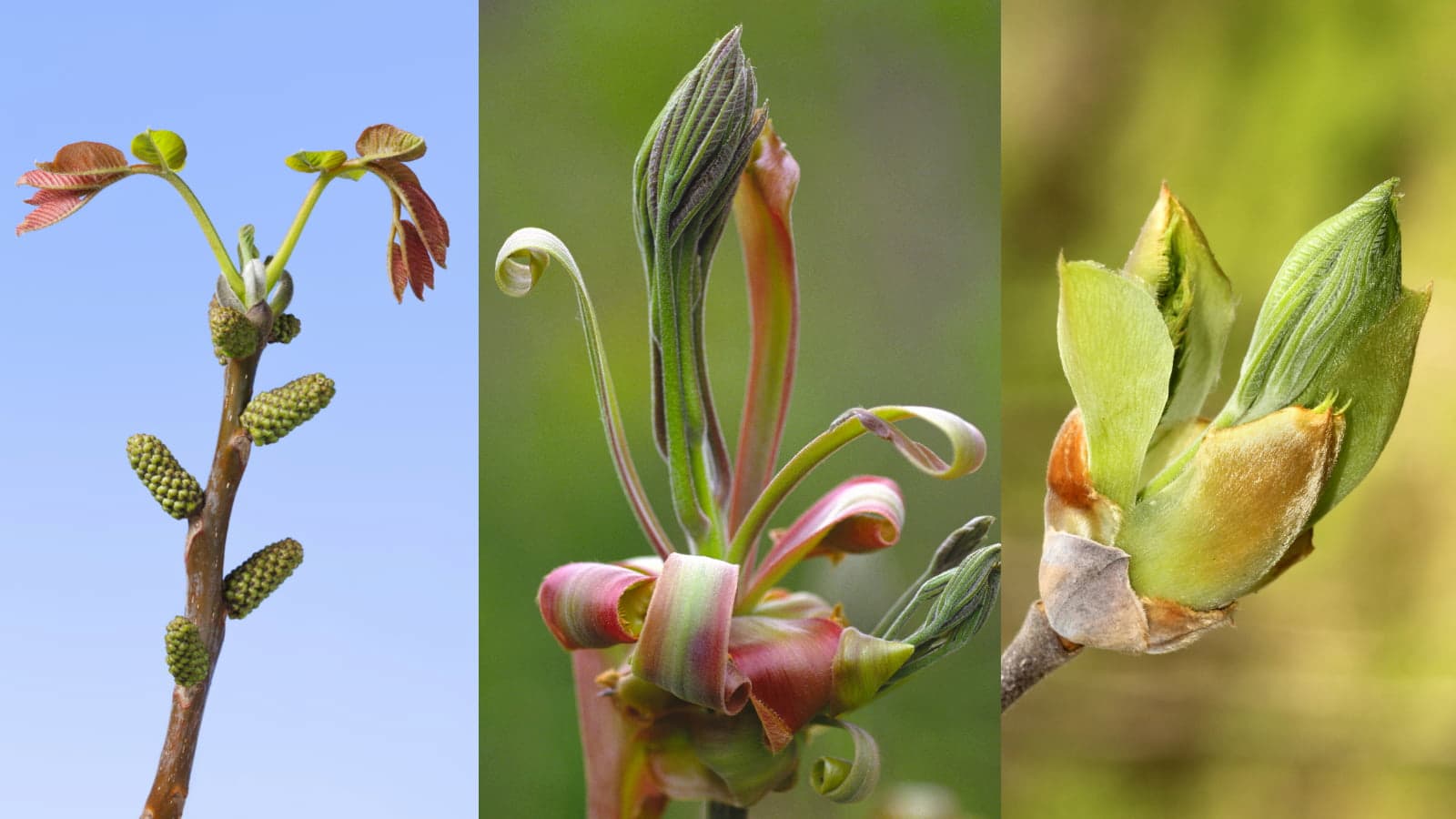 Tree buds need cosy blankets for the spring rather than the winter