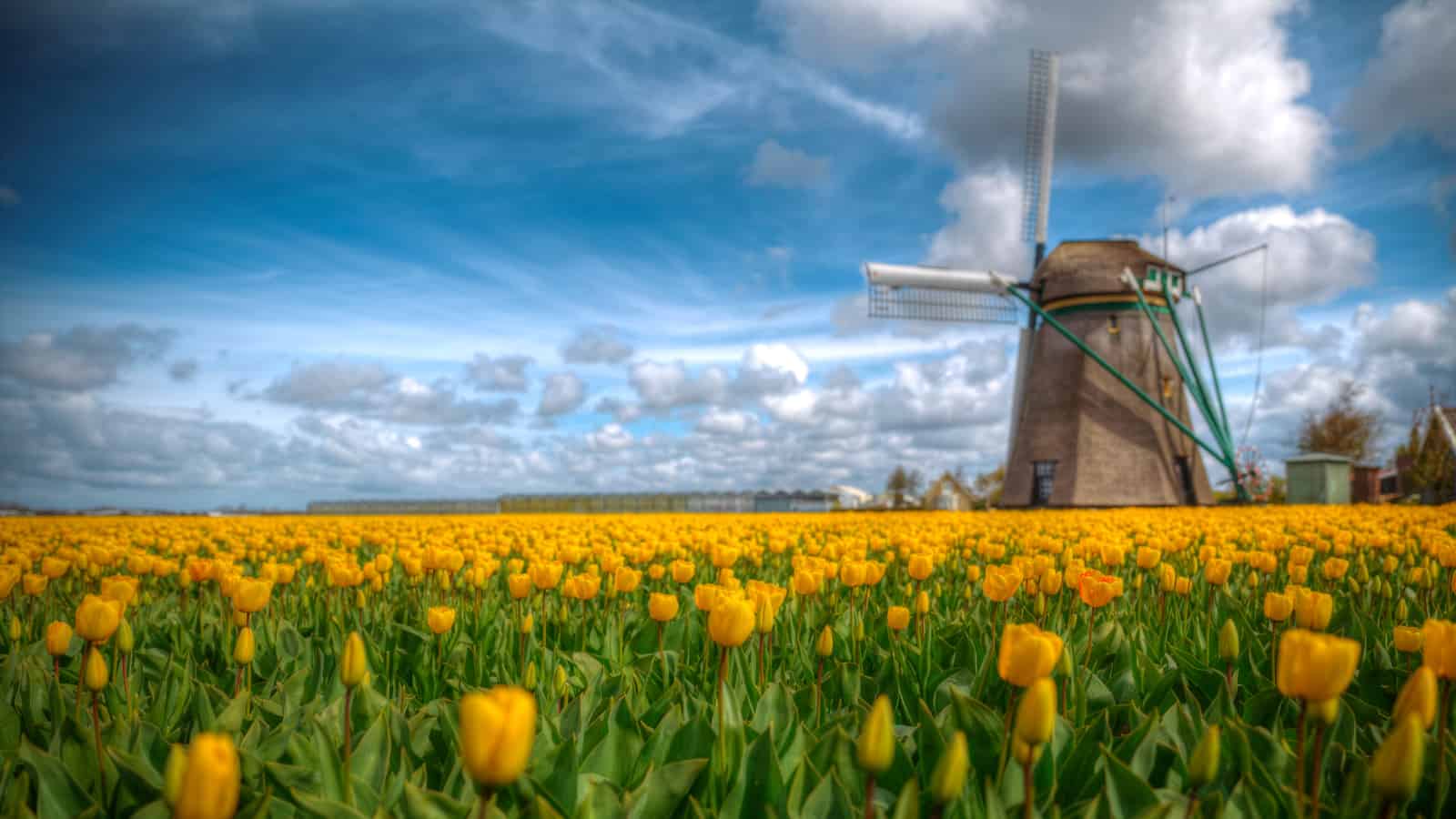 Dutch Scientists Learn How to Get Better Botanical Data from the Public
