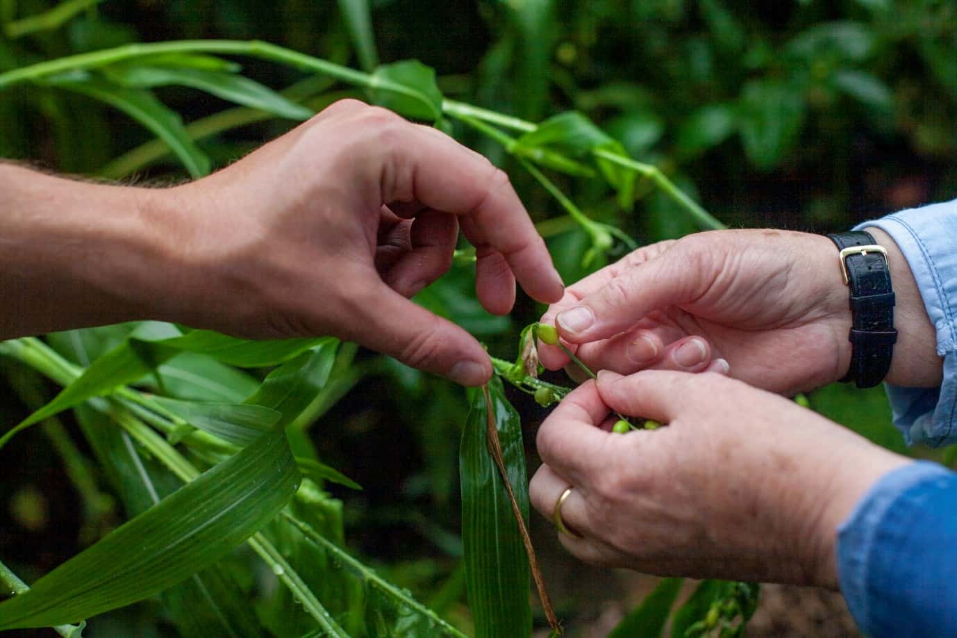 Sharing the gift of plant love. A pair of hands offers an plant to another han.