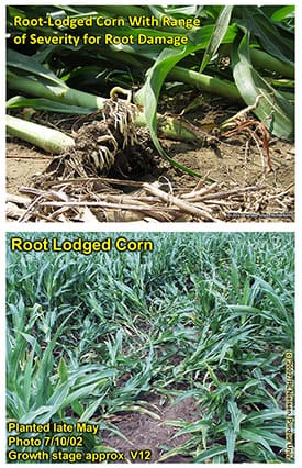 Image du haut : Deux maïs versés dont les racines ont été arrachées du sol. Image du bas : Un maïs versé dans un champ.