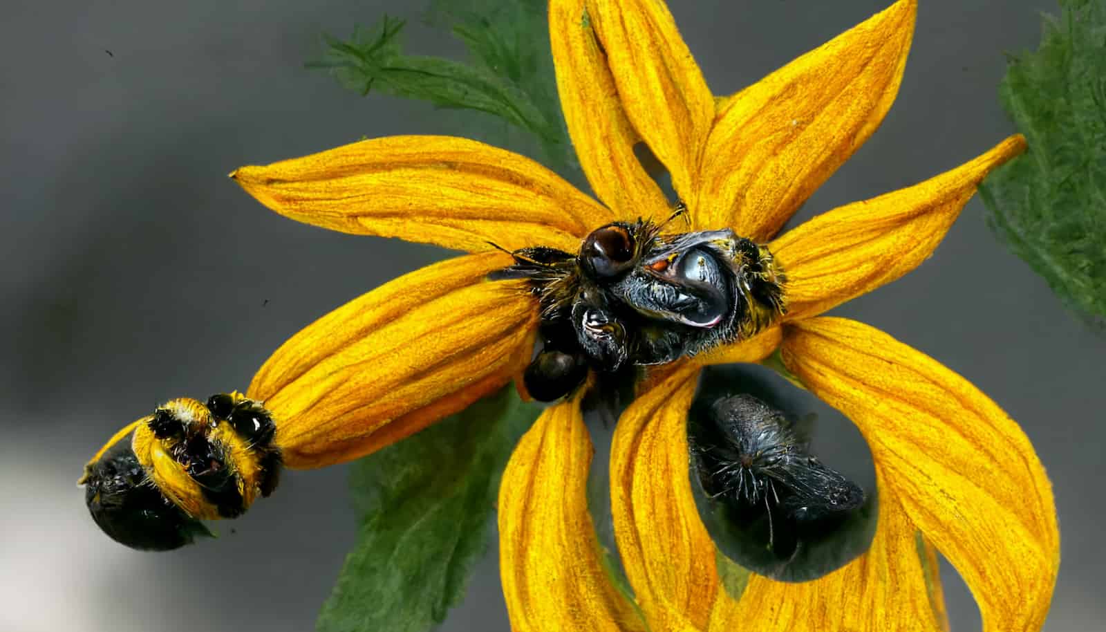 When invasive plants move in, where do native pollinators go?