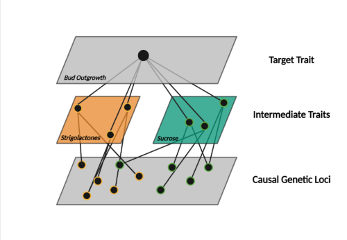 A diagram explaining the cryptic genetic variation for sucrose. Diagram has three horizontal levels. The bottom level shows causal genetic loci having complex signaling interactions between the intermediate traits of sucrose and strigolactone signaling on the second level. These traits converge on the top level, target trait of bud outgrowth, indicating that completely different combinations of strigolactone and sucrose levels producing similar values for time to bud outgrowth.