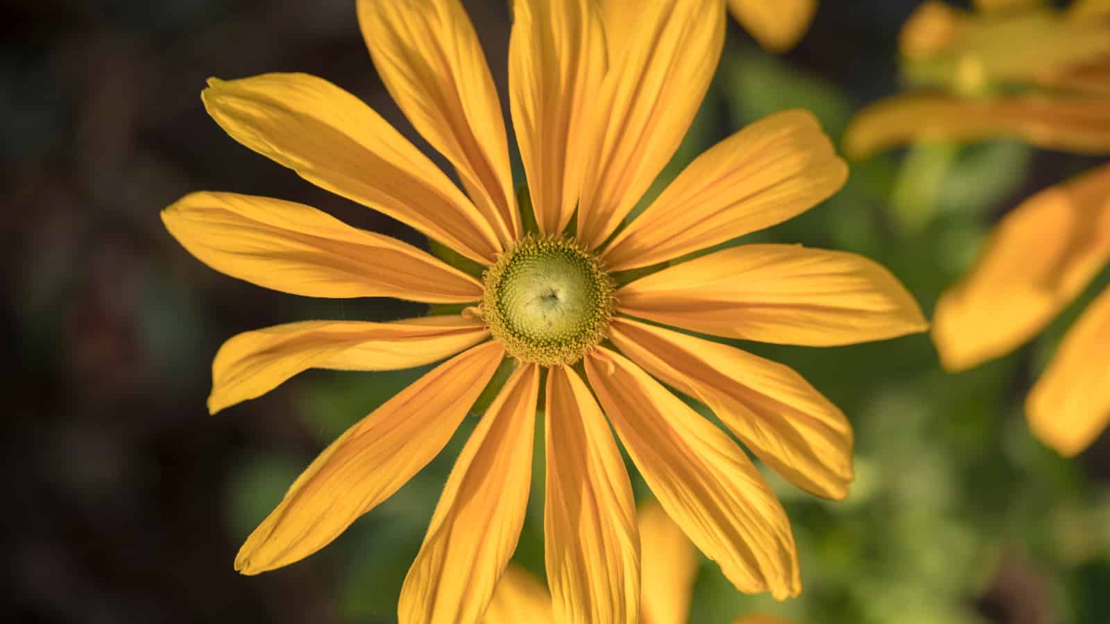 An unlucky 13 petals surround a small central disc that may be green or yellow. It's hard to tell as I'm colour blind. The petals are long slender and would look elegant if they didn't look creased, like they need an ironing. The petals are a somewhat heavy custard yellow. It's almost the kind of star burst shape you might see on the  North Macedonian flag. 
