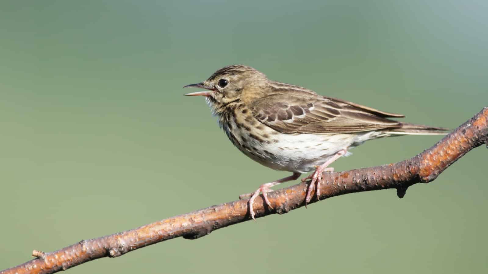 Another small brown bird that is neither a sparrow nor a woodlark.