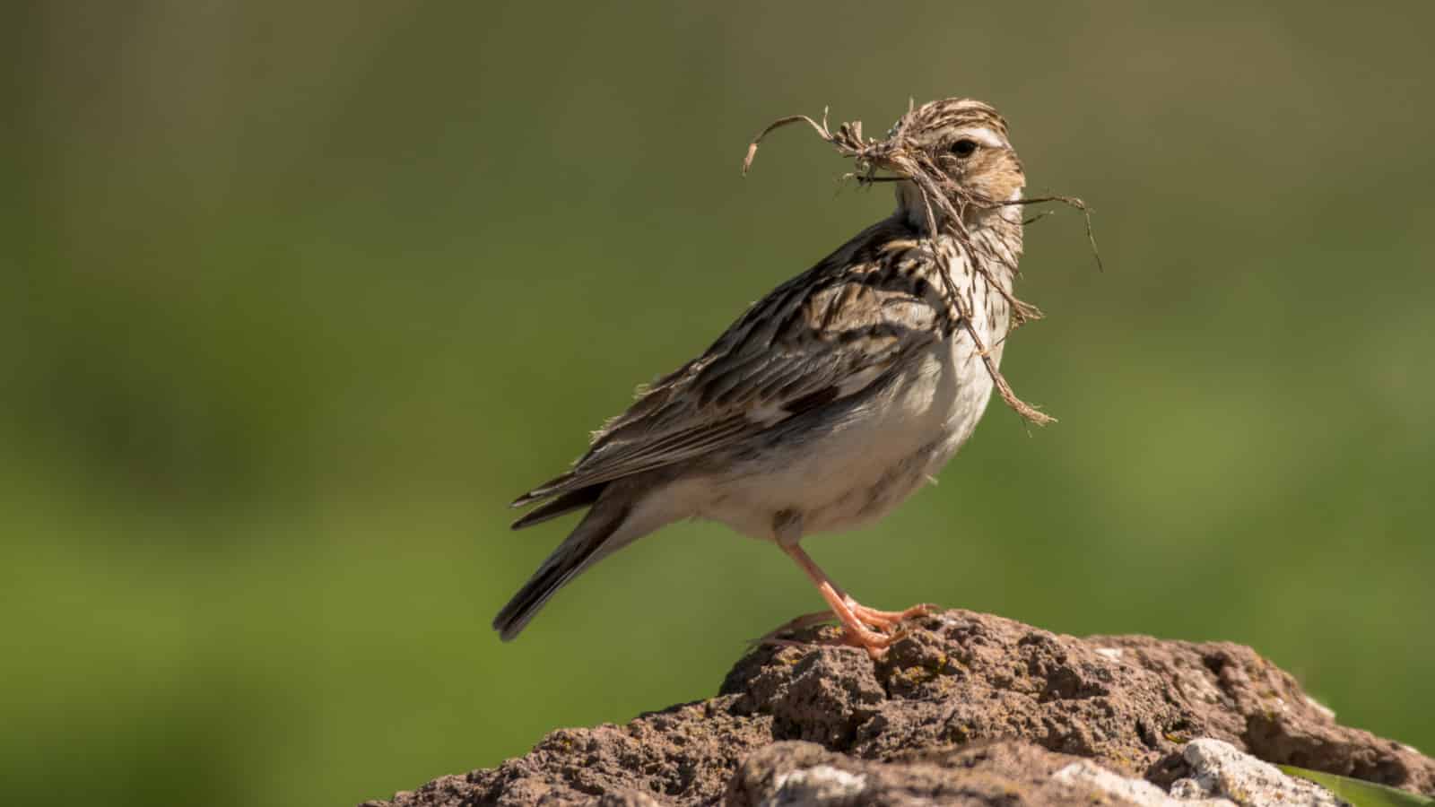 A small brown bird. Easily confused with a sparrow in an isolated photo, if you're not an ornithologist.