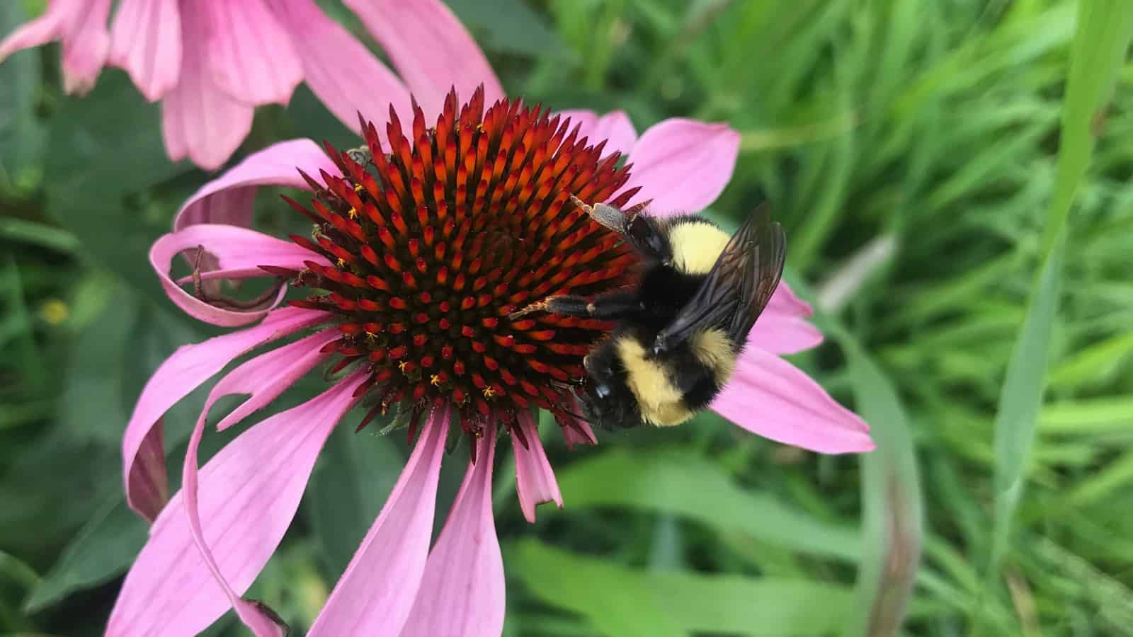 Which ornamental plants perform best for pollinators?