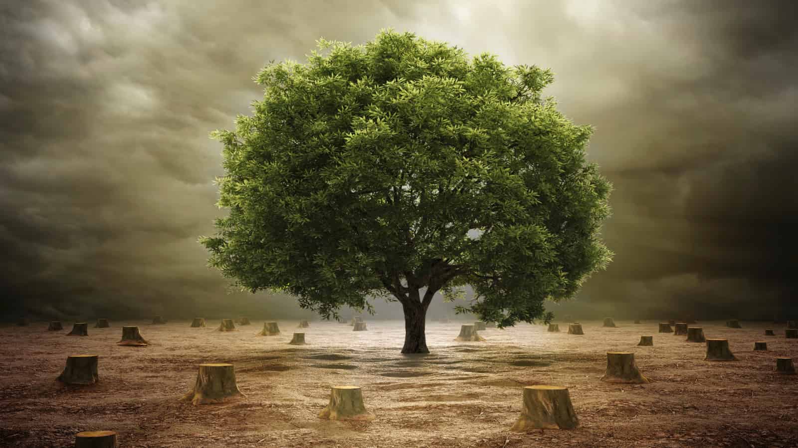 A lone tree standing in a misty field surrounded by tree stumps.