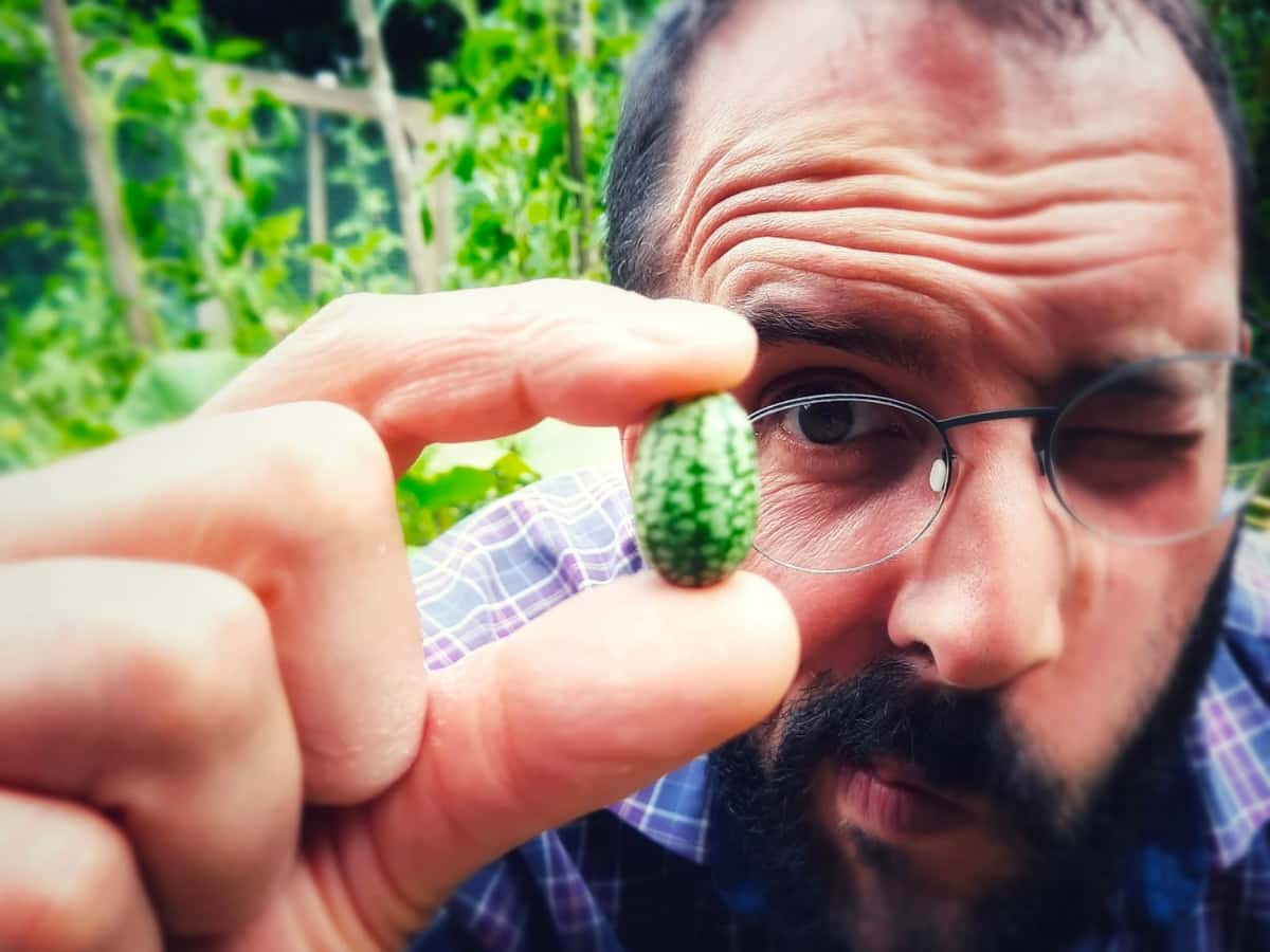 Guillaume Lobet squinting with one eye at a seed held between his thumb and forefinger.