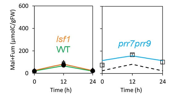 Two graphs with time of day on the X axis and malate + fumarate on the Y axis. Both measured data and simulation data are shown. On the left figure, wildtype values similar but slightly lower than lsf1 values. Simulation data matches measured data well. On the right graphs, prr7prr9 values are shown. They are higher than lsf1 and wild type values. Simulated data matches measured data best at 12 hours, not so well at 24 hours, and is too high at time 0. For both graphs, measured malate + fumarate levels peak around noon.