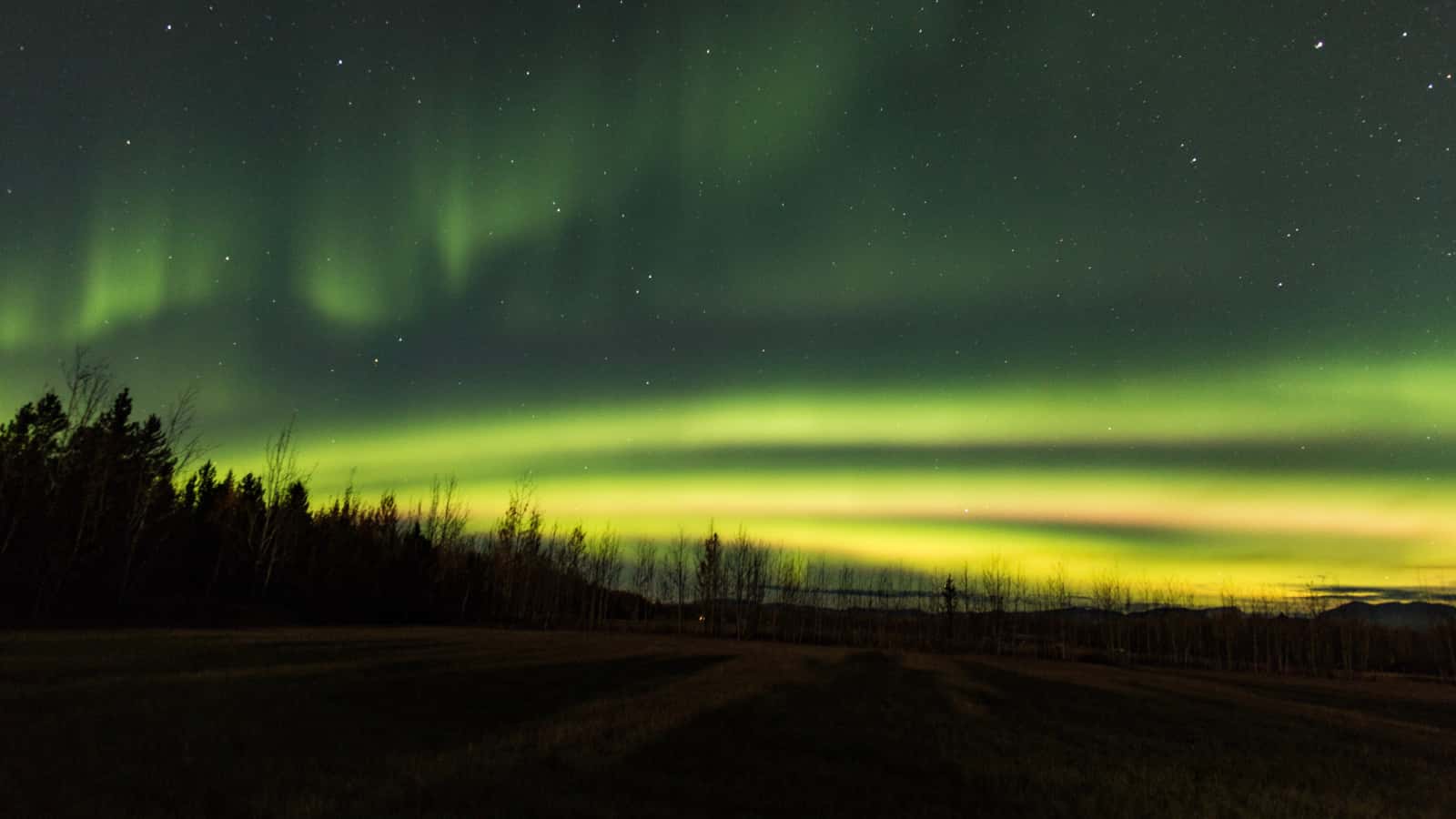 Unexpected responses to wildfire by seedlings in the Yukon