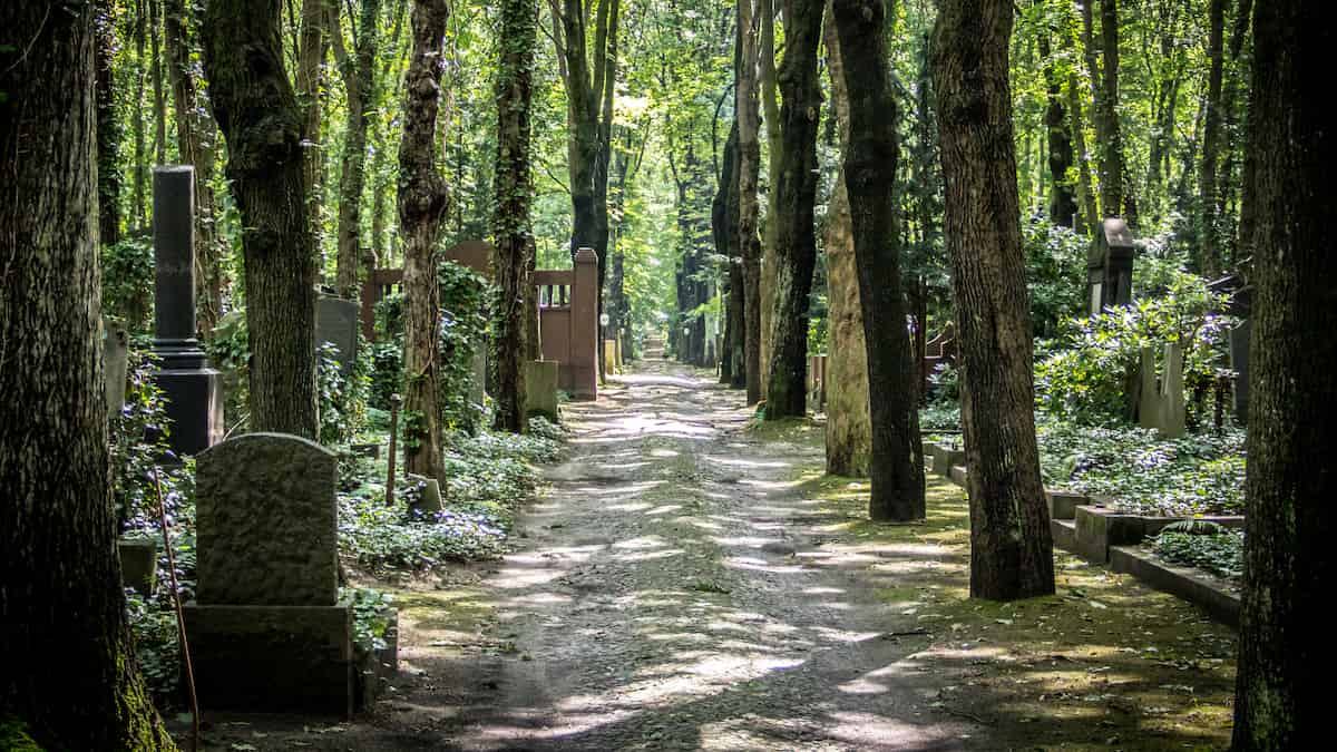 Un camino atraviesa un cementerio. A los lados del camino hay árboles creando una avenida. Más allá, a ambos lados, hay más árboles, dando la impresión de un camino a través del bosque, con maleza trepando sobre tocones y troncos de árboles. Una inspección más cercana revela que algunos de estos troncos y tocones no son árboles sino monumentos conmemorativos. Motas de luz iluminan el cementerio, pero el dosel grueso también significa que hay muchas sombras.