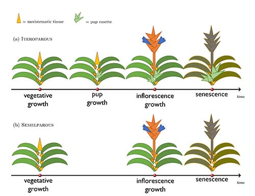 Two forms of growth are compared over time: iteroparous and semelparous. Iteroparous growth begins with vegetarian growth. Meristematic tissue is visible on the stem and at the apex of the plant. Pups grow from some of the stem meristems. Pups continue to grow larger and an inflorescence grows from the apical meristem. During senescence, the inflorescence and stems die, but the pups remain alive. Likewise, semelparous growth begins with vegetarian growth. Meristematic tissue is visible on the stem and at the apex of the plant. An inflorescence then grows from the apical meristem. During senescence, the entire plant dies.