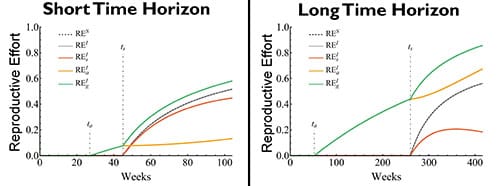 Two graphs showing weeks on the x- axis and reproductive effort on the y-axis. The graph on the left is short time horizon, with plant growth ending at 100 weeks. Reproductive productive effort of the genet is the highest, followed by semelparous and iteroparous which have similar values. Sexual reproductive effort is next, followed by asexual, which is the lowest. The graph on the right is long time horizon with plant growth ending at 400 weeks. Reproductive productive effort of the genet is the highest, followed by asexual. Semelparous, iteroparous and asexual have a value of zero until the initiation of inflorescence production at 250 weeks. After that, the reproductive efforts rise but still remain below genet and asexual values. 
