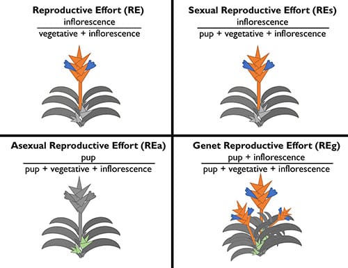 A visual representation of the. classic construction of reproductive effort for semelparous and iteroparous taxa and the three additional formulas of reproductive effort for iteroparous taxa. The reproductive mass is highlighted in each image. For reproductive effort, the inflorescence is highlighted. For sexual reproductive effort, the inflorescences highlighted. For asexual reproductive effort, the pups are highlighted. For genet reproductive effort, the pups and inflorescence are highlighted.