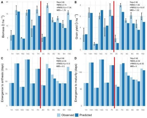 Four figures are shown. The paired barcharts compare observed and predicted biomass, grain yield, emergence to anthesis and emergence to maturity dates. All have 12 cultivars listed on the x axis and a red vertical line in the center indicating that 6 of the cultivars are used training of Random Forests and the other 6 are treatments used for model testing. The y-axis for figure A is biomass in tons per hectare from 0-20. The biomass for three of the training cultivars and one testing cultivar is around 5 tones per hectare, while the value for other cultivars is around 10 tons per hectare. The training prediction values are over- and under-estimated evenly while the testing values show predictions to be underestimated. 
The y-axis for figure B is grain yield in tons per hectare from 0-8. The biomass for two of the training cultivars and one testing cultivar is around 1 ton per hectare, while the value for other cultivars is around 5 tons per hectare. The training prediction values are over- and under-estimated evenly while the testing values show predictions to be underestimated.
The y-axis for figure C is emergence to anthesis from 0-100 days. The anthesis date varies for both the training and testing cultivars and range from 50-100 days. The training prediction values are equal to the observed values while the testing values show predictions to be underestimated.
The y-axis for figure D is emergence to maturity from 0-150 days. The maturity date varies for both the training and testing cultivars and range from 75-150 days. The training prediction values are equal to the observed values while the testing values show predictions to be mostly underestimated.
