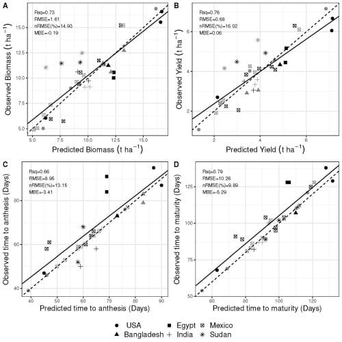 Four figures are shown. The scatter plots compare observed and predicted biomass, grain yield, emergence to anthesis and emergence to maturity dates for wheat grown in 4 countries. 
The axes for figure A are biomass in tons per hectare from 0-15. The R squared value is 0.73. 
The y axes for figure B are grain yield in tons per hectare from 0-7.5. The R squared value is 0.76.
The axes for figure C are emergence to anthesis from 0-100 days. The R squared value is 0.66.
The axes for figure are is emergence to maturity from 0-120 days. The R squared value is 0.79.
