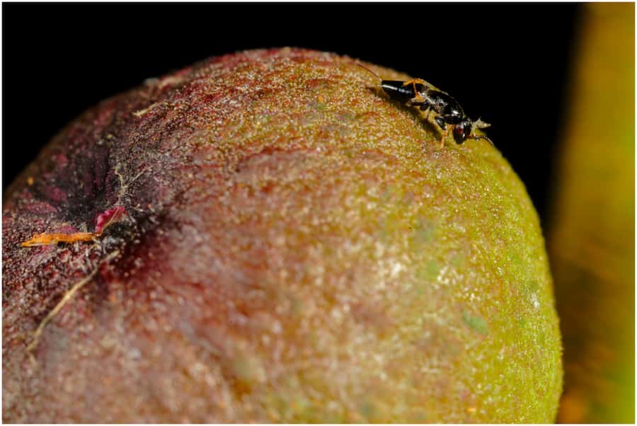 Warming wasps pollinate poorly